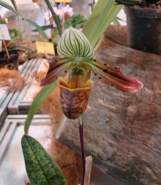 Paphiopedilum venustum