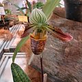 Paphiopedilum venustum