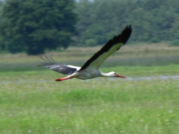 Podlasie 2011