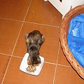 Maleńka rozmruczana chudzinka Żyrafka