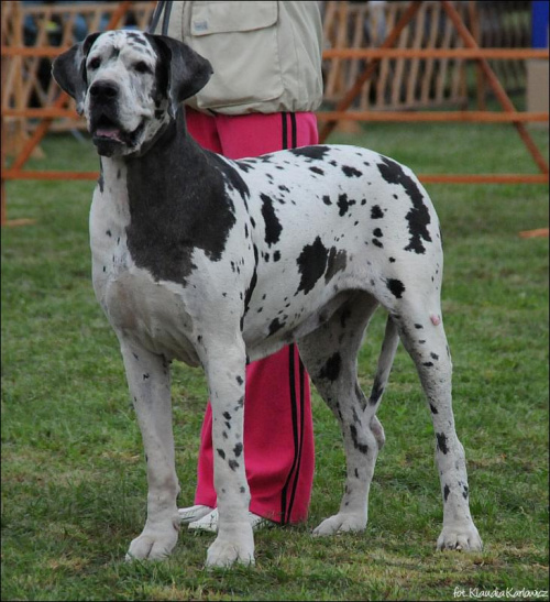 CASSANDRA Oregon - I dosk, BIS Weteranów - II