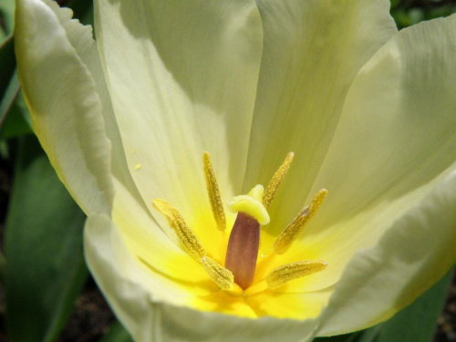 tulipkowe wariacje :)