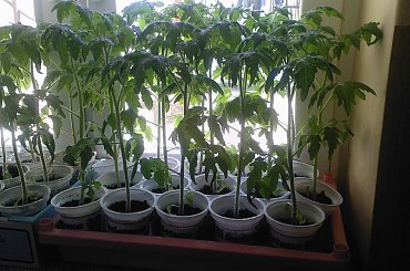 #pomidor #pomidory #sadzonki #ogródek #tunel