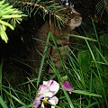 #kot #natura #przyroda #kwiaty #tulipan #bratek #trawa #zieleń