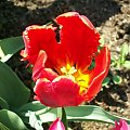 tulipan szczępiasty bordowy