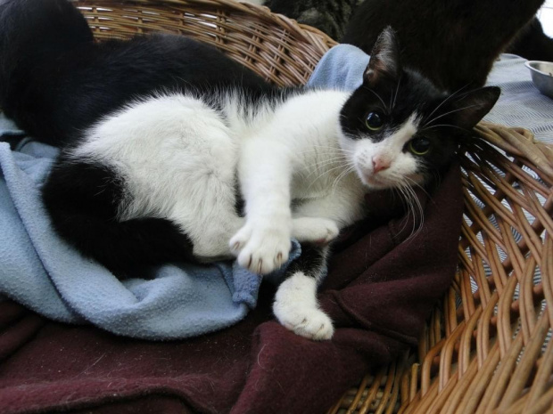 Koty do adopcji #adopcja #adopcje #Gliwice #kocięta #kot #kotki #koty #pomoc #przygarnę #schronisko #zaadoptuję #zwierzęta