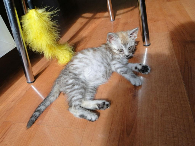 Koty do adopcji #adopcja #adopcje #Gliwice #kocięta #kot #kotki #koty #pomoc #przygarnę #schronisko #zaadoptuję #zwierzęta