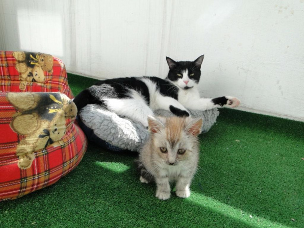 Koty do adopcji #adopcja #adopcje #Gliwice #kocięta #kot #kotki #koty #pomoc #przygarnę #schronisko #zaadoptuję #zwierzęta