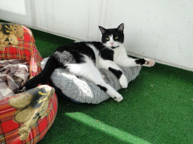 Koty do adopcji #adopcja #adopcje #Gliwice #kocięta #kot #kotki #koty #pomoc #przygarnę #schronisko #zaadoptuję #zwierzęta