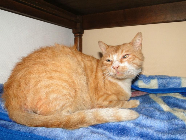 Koty do adopcji #adopcja #adopcje #Gliwice #kocięta #kot #kotki #koty #pomoc #przygarnę #schronisko #zaadoptuję #zwierzęta
