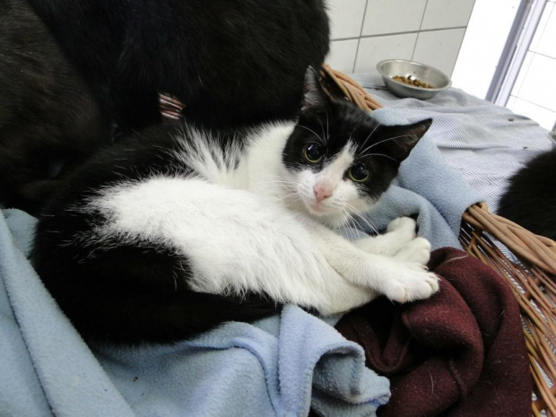 Koty do adopcji #adopcja #adopcje #Gliwice #kocięta #kot #kotki #koty #pomoc #przygarnę #schronisko #zaadoptuję #zwierzęta