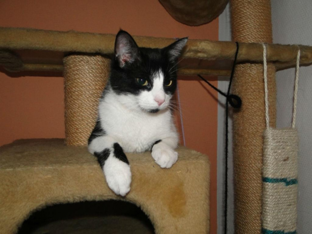 Koty do adopcji #adopcja #adopcje #Gliwice #kocięta #kot #kotki #koty #pomoc #przygarnę #schronisko #zaadoptuję #zwierzęta