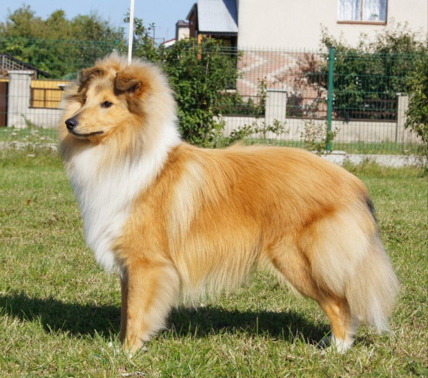 NESH SUNNY BOY , w hodowli
Amber Sun FCI, owczarek szetlandzki, sheltie #NESHSUNNYBOY #WHodowli