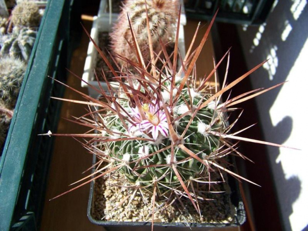 Echinofosulocactus
