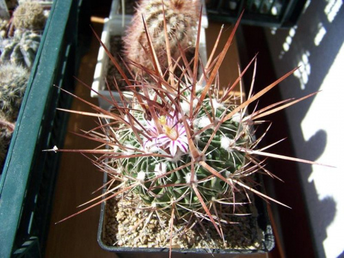 Echinofosulocactus