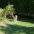 PIORUN