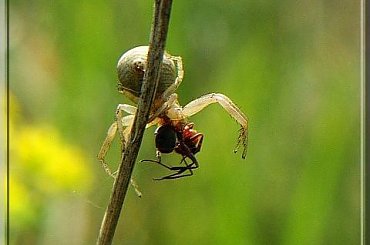 w śmiertelnym uścisku #pająk #mrówka #owad #makro #las #łąką