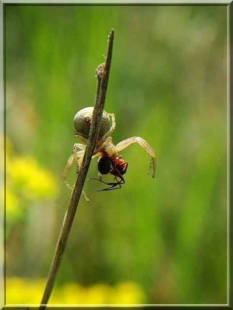 w śmiertelnym uścisku #pająk #mrówka #owad #makro #las #łąką