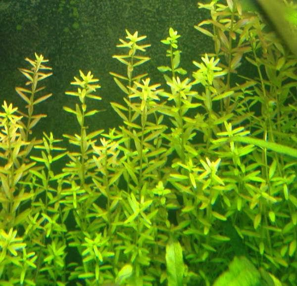 Rotala indica #akwarium #rośliny