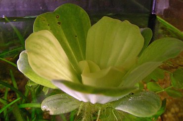 Pistia #pistia