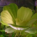 Pistia #pistia