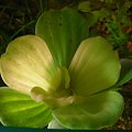 Pistia #pistia