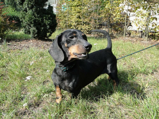 Koty do adopcji #adopcja #adopcje #Gliwice #kocięta #kot #kotki #koty #pomoc #przygarnę #schronisko #zaadoptuję #zwierzęta