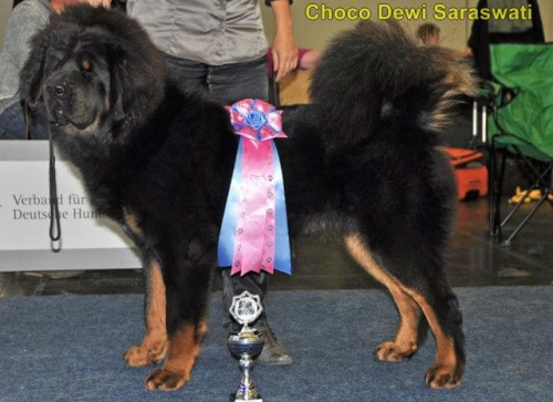Choco Dewi Saraswati -Best Junior, Best Male - Dortmund 2011 #MastifTybetanski #MastifTybetański #szczeniaki #psy #zwierzęta #SzczeniakiMastifaTybetańskiego