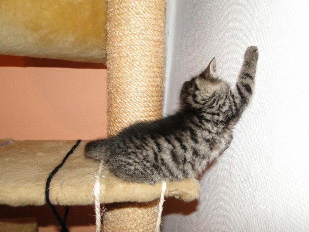 Koty do adopcji