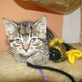 Koty do adopcji #adopcja #adopcje #Gliwice #kocięta #kot #kotki #koty #pomoc #przygarnę #schronisko #zaadoptuję #zwierzęta