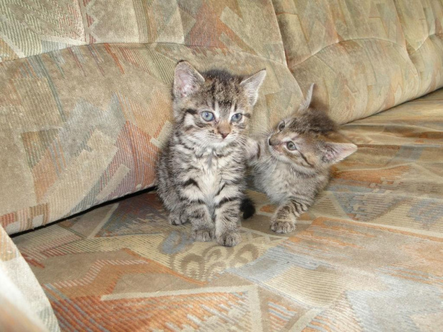 Koty do adopcji #adopcja #adopcje #Gliwice #kocięta #kot #kotki #koty #pomoc #przygarnę #schronisko #zaadoptuję #zwierzęta