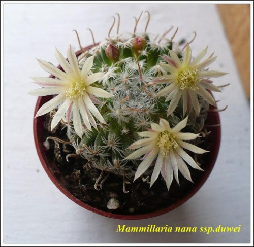 M.nana #mammillaria #kaktusy
