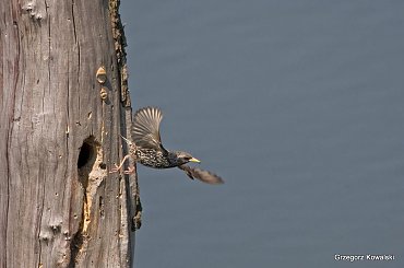 SZPAK #szpak #ptaki #przyroda #natura