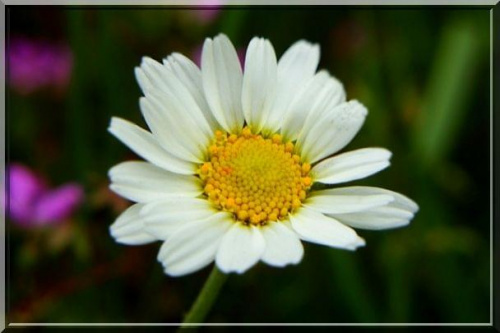 rumianek #kwiat #łąka #ziele #natura #rumianek #makro