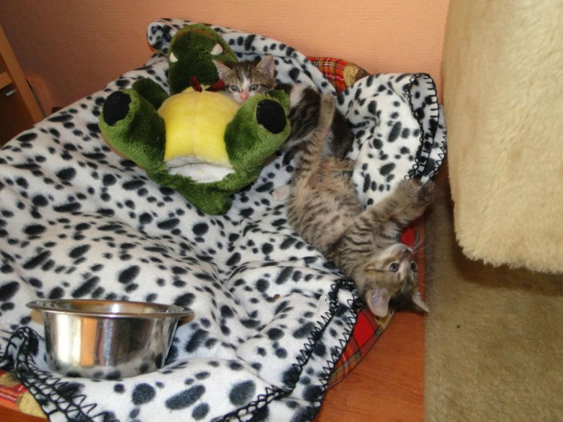 Koty do adopcji #adopcja #adopcje #Gliwice #kocięta #kot #kotki #koty #pomoc #przygarnę #schronisko #zaadoptuję #zwierzęta