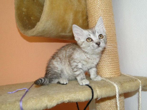 Koty do adopcji #adopcja #adopcje #Gliwice #kocięta #kot #kotki #koty #pomoc #przygarnę #schronisko #zaadoptuję #zwierzęta
