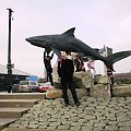 shark and me