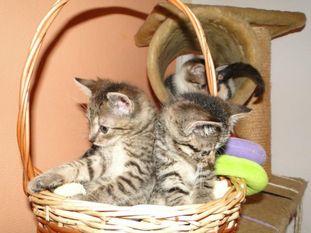 Koty do adopcji #adopcja #adopcje #Gliwice #kocięta #kot #kotki #koty #pomoc #przygarnę #schronisko #zaadoptuję #zwierzęta