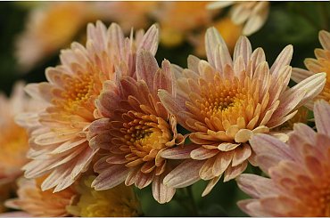 Chryzantemy #Makro #Kwiaty #Chryzantemy