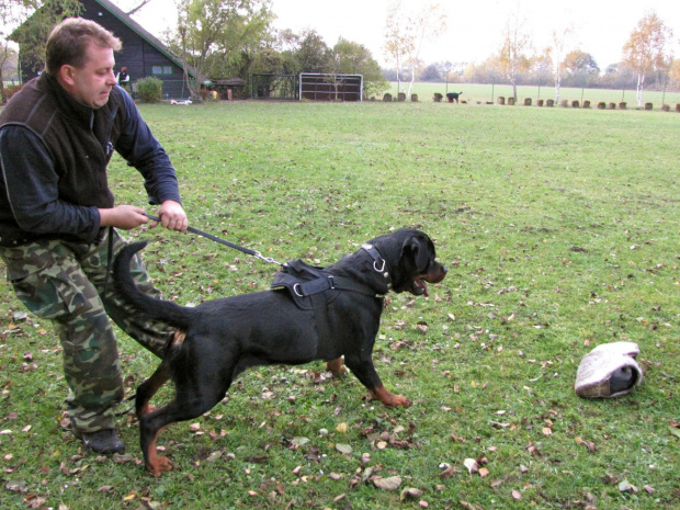 11 #amigo #psy #rottweiler