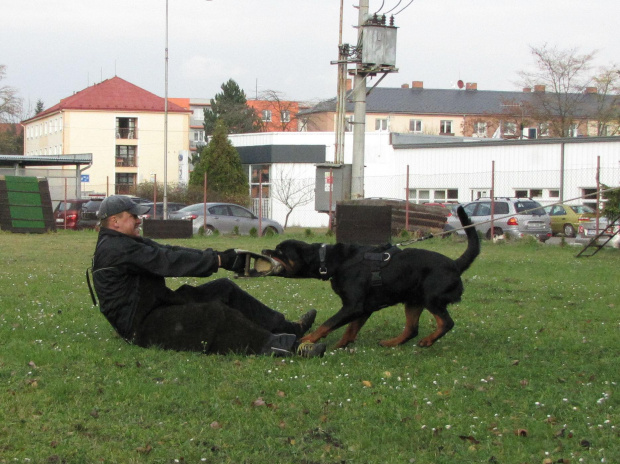 9 #amigo #psy #rottweiler