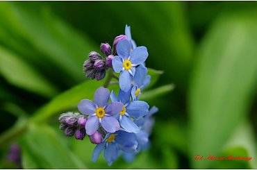 #Niezapominajki #makro