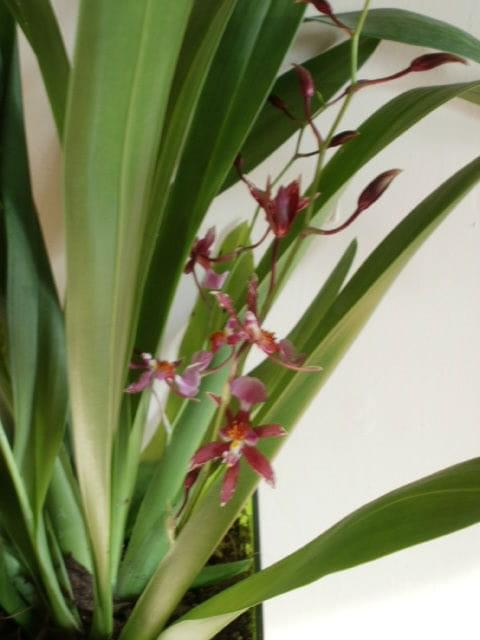 oncidium