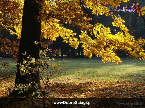 Barwy jesieni #jesień #krajobraz #pejzaż #pulpit #tapety #wallpapers