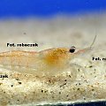 Neocaridina heteropoda var. Powder Rose