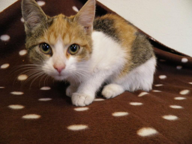 Koty do adopcji #adopcja #adopcje #Gliwice #kocięta #kot #kotki #koty #pomoc #przygarnę #schronisko #zaadoptuję #zwierzęta