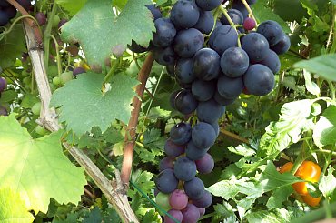 Konsuł #winnica #winogrona #Winorośl