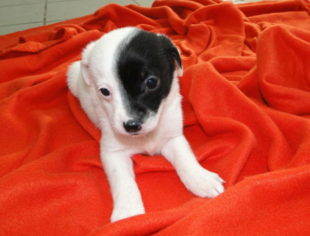 Koty do adopcji #adopcja #adopcje #Gliwice #kocięta #kot #kotki #koty #pomoc #przygarnę #schronisko #zaadoptuję #zwierzęta