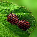 strojnice bladaszówki #owady #natura #makro