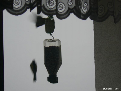 Przy karmniku balkonowym #Ptaki